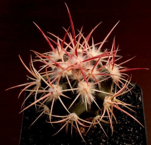 Echinocactus_polycephalus_1